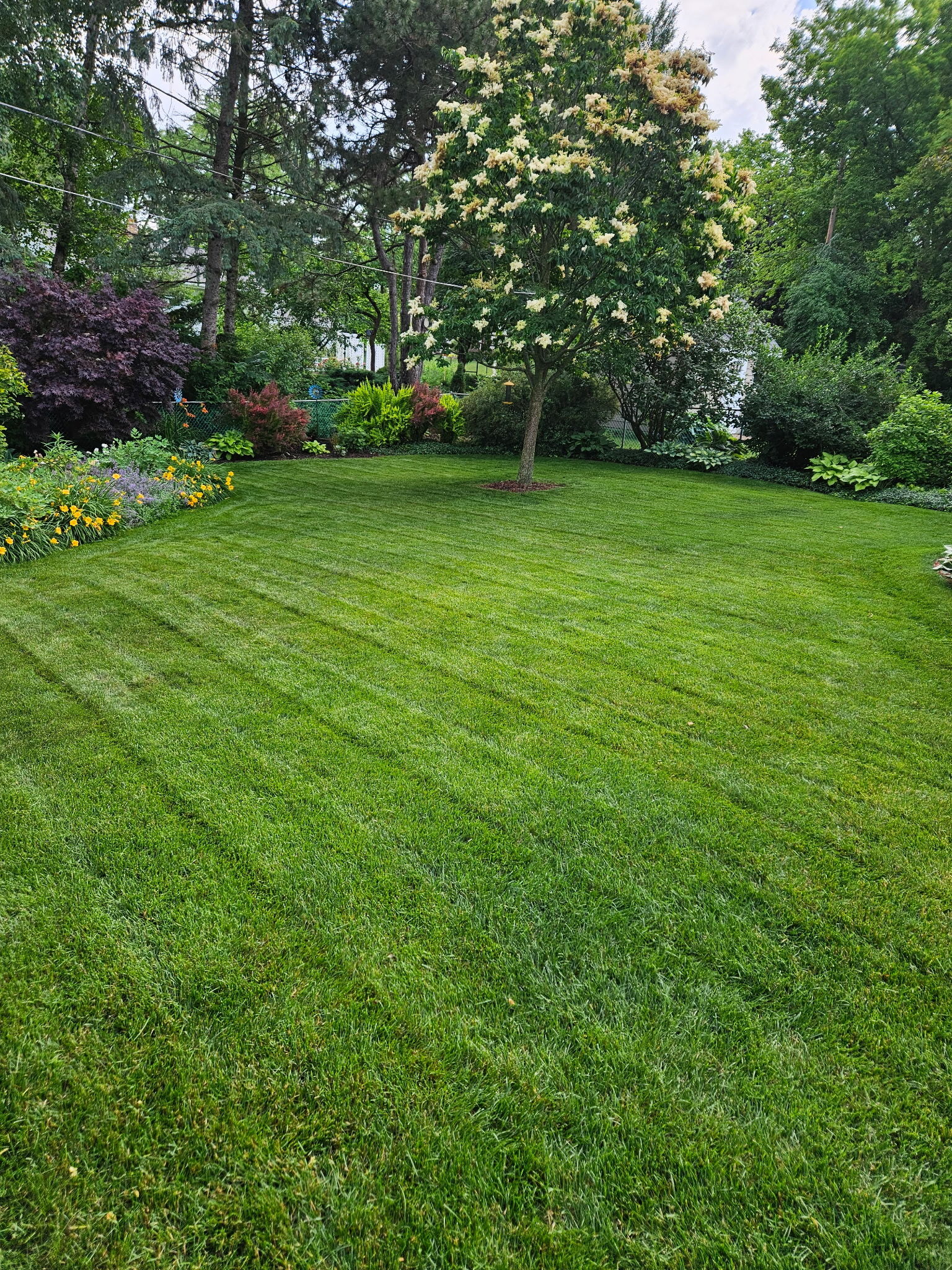 A freshly mowed lawn