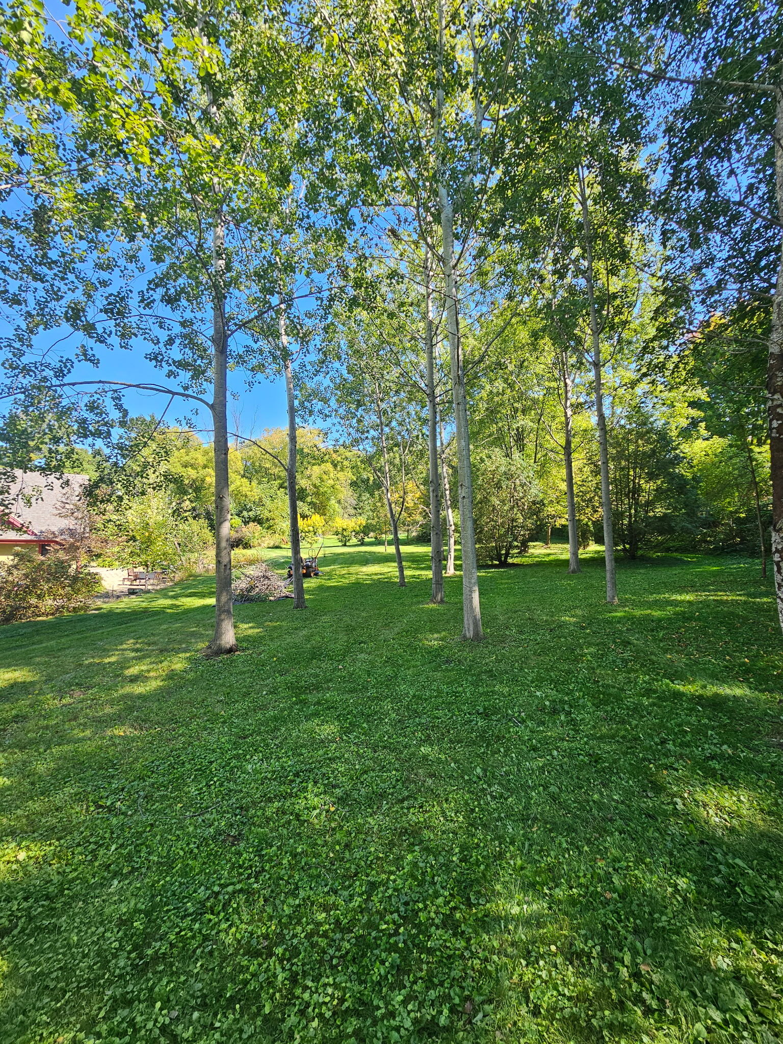 A good trim to maintain the health of the tree