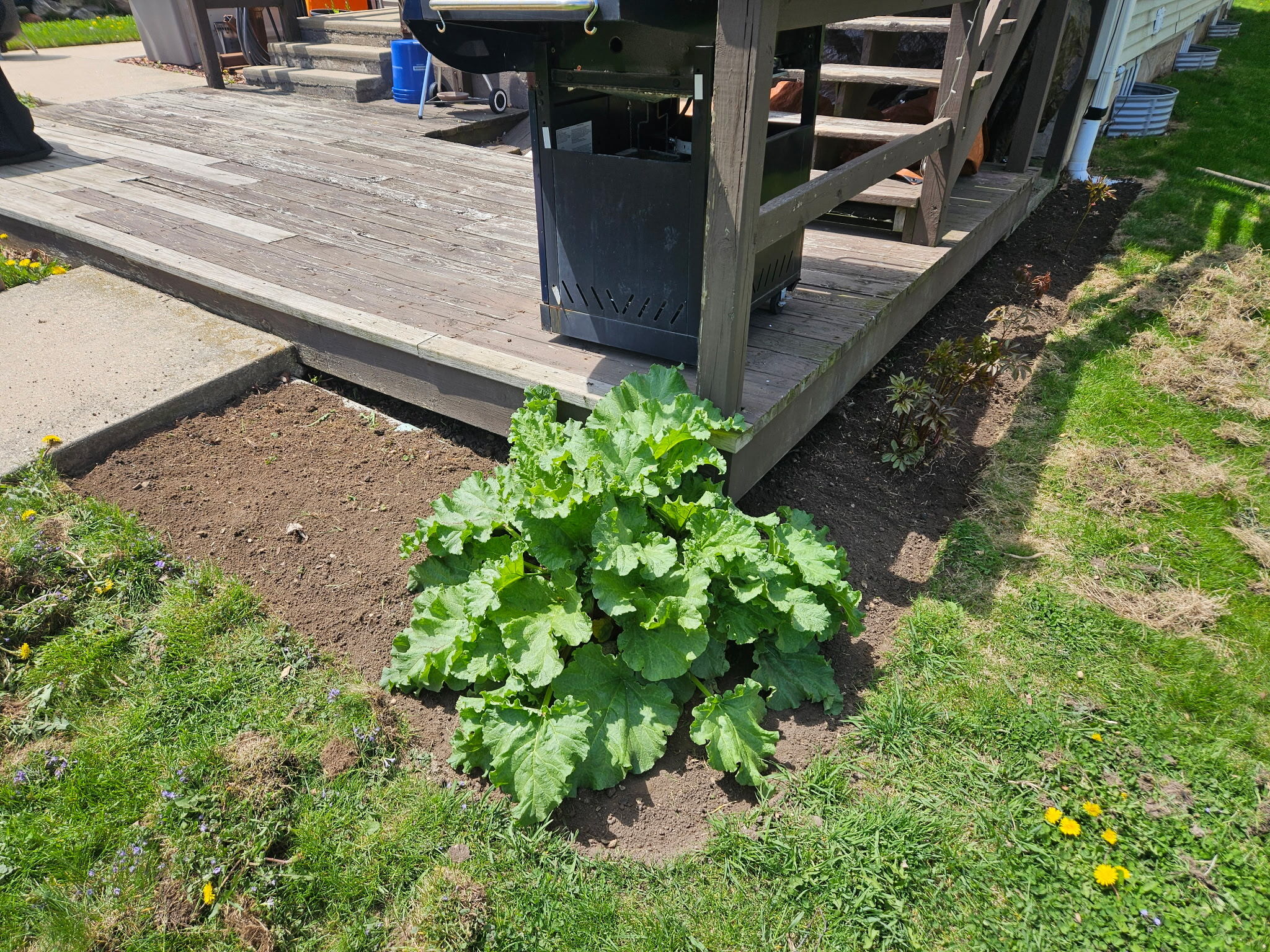 A small garden bed created for a rental property